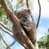 Koala na stromě
