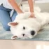 Žena provádí psovi masáž srdce