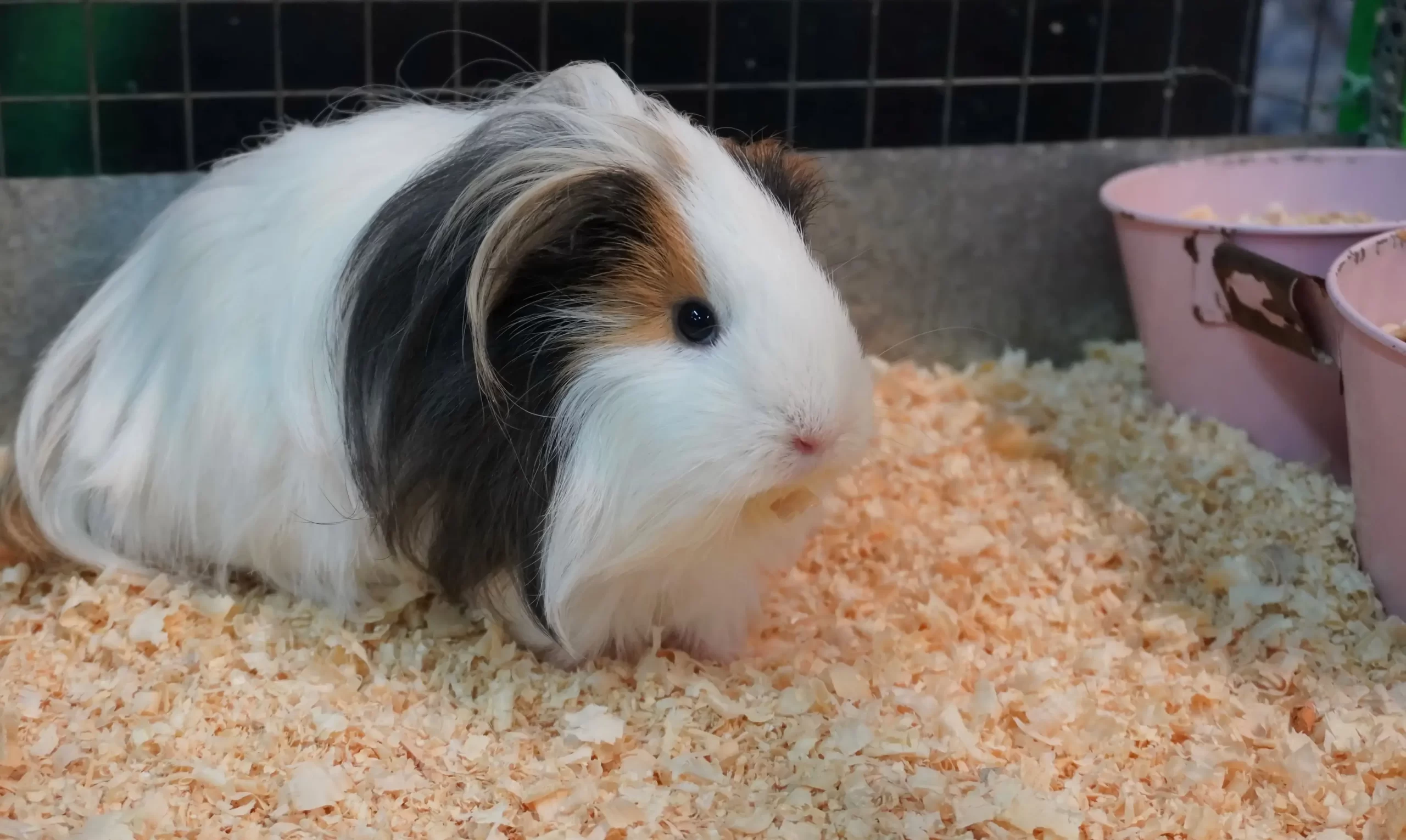 - NeposlušnéTlapky Dlouhosrsté morče (sheltie)