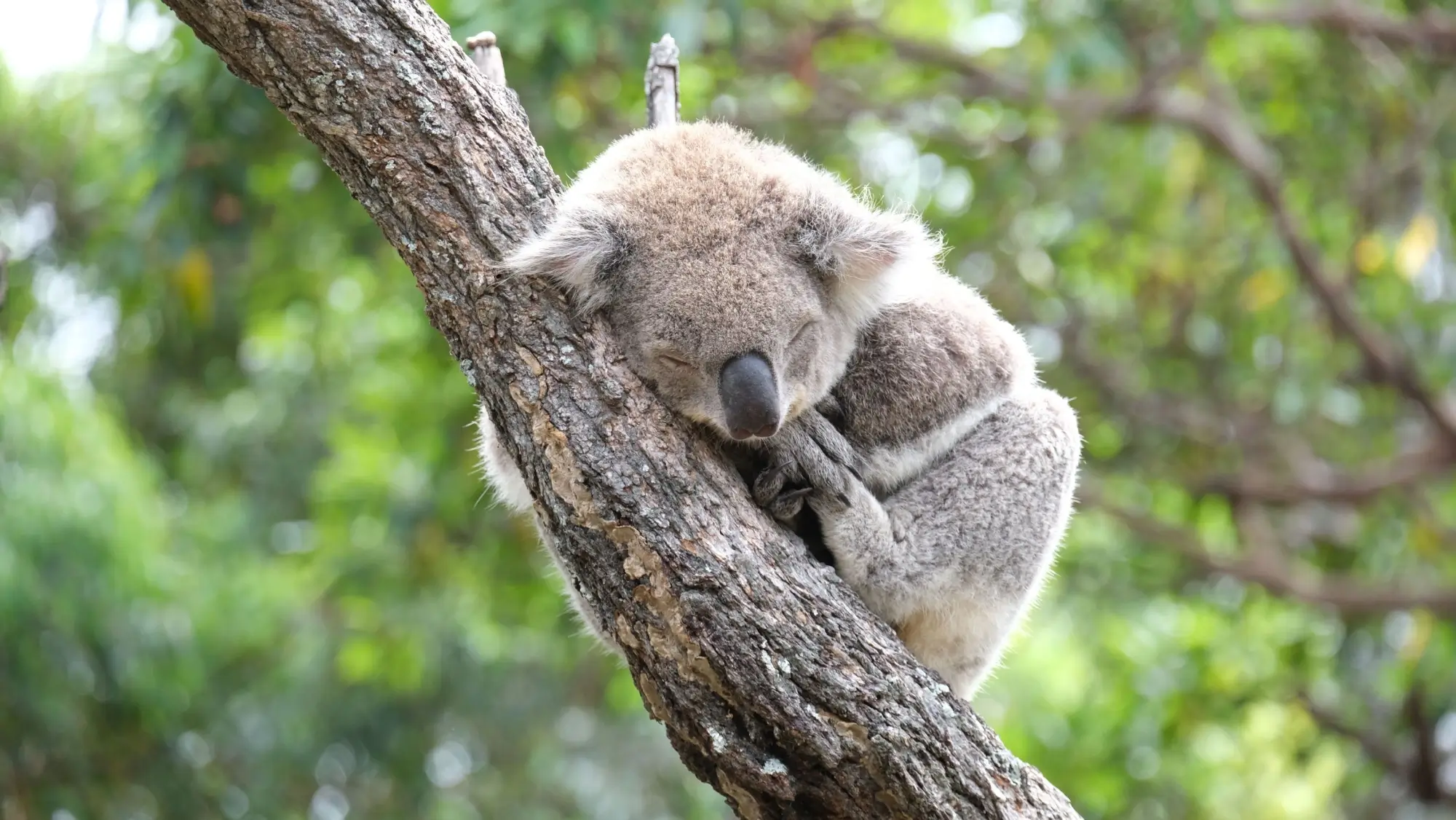 - NeposlušnéTlapky Koala spící na stromě
