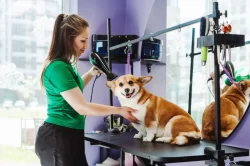 Zvířecí kadeřnice suší srst psa corgiho v psím salonu
