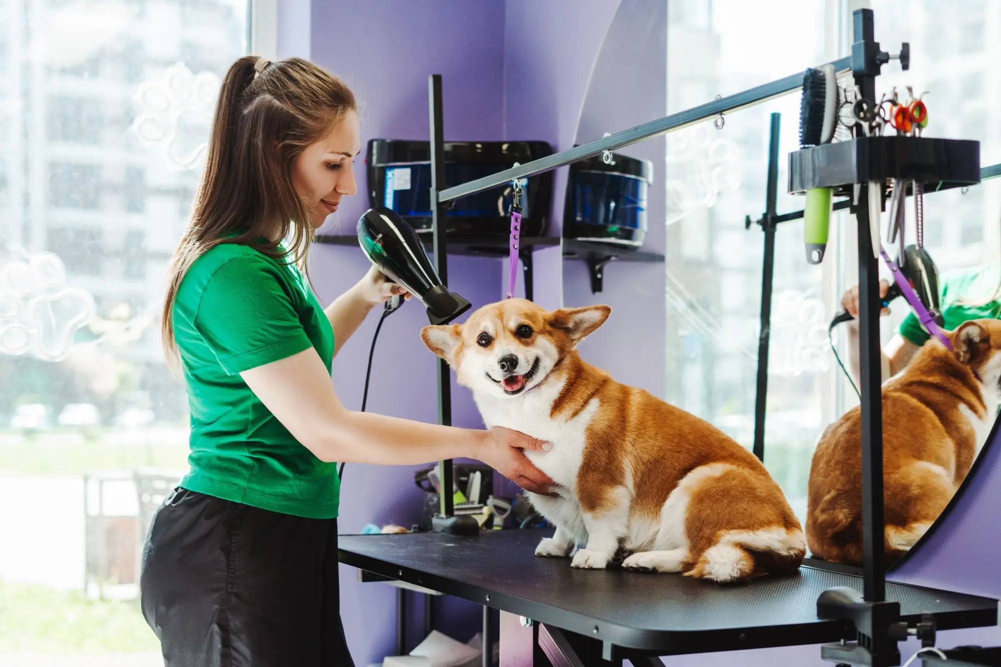 Zvířecí kadeřnice suší srst psa corgiho v psím salonu