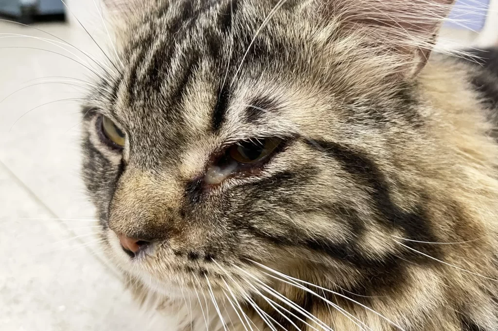 - NeposlušnéTlapky Zánět očí vyléčí jen veterinář
