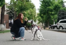 Žena klečí na ulici a dává pamlsek sedícímu dalmatinovi