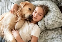 Dívka leží v posteli s retrívrem