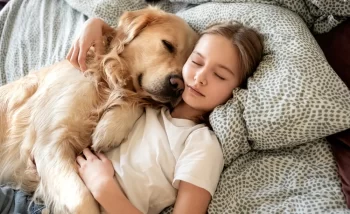 Dívka leží v posteli s retrívrem