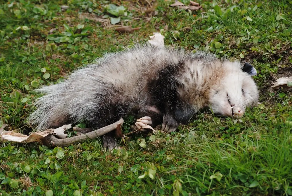 - NeposlušnéTlapky Opossum hrající mrtvého