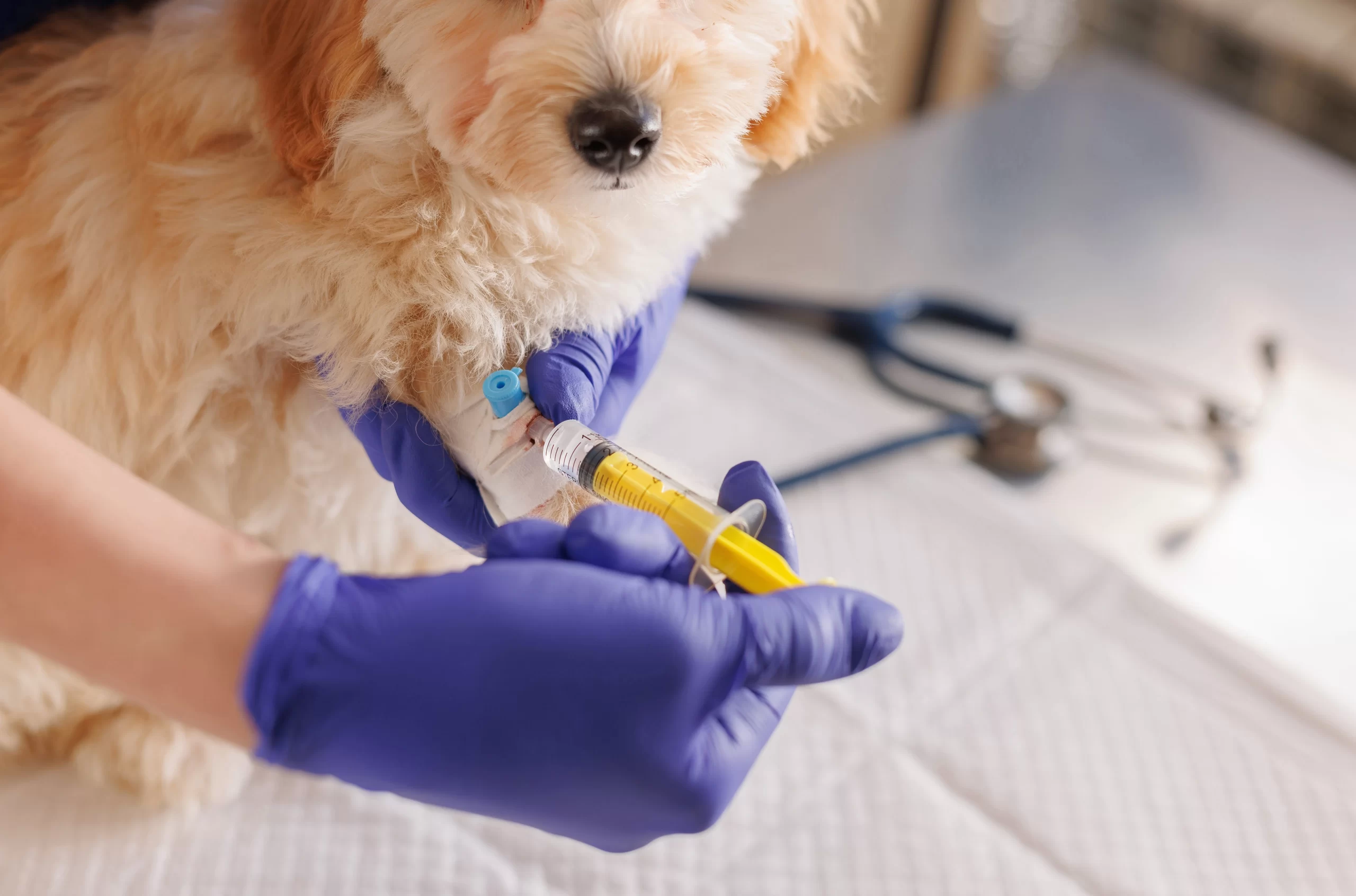 Injekční odčervení provádí pouze veterinář, zdroj: Shutterstock - NeposlušnéTlapky Pes dostává injekci