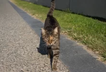 Kočka venku na chodníku