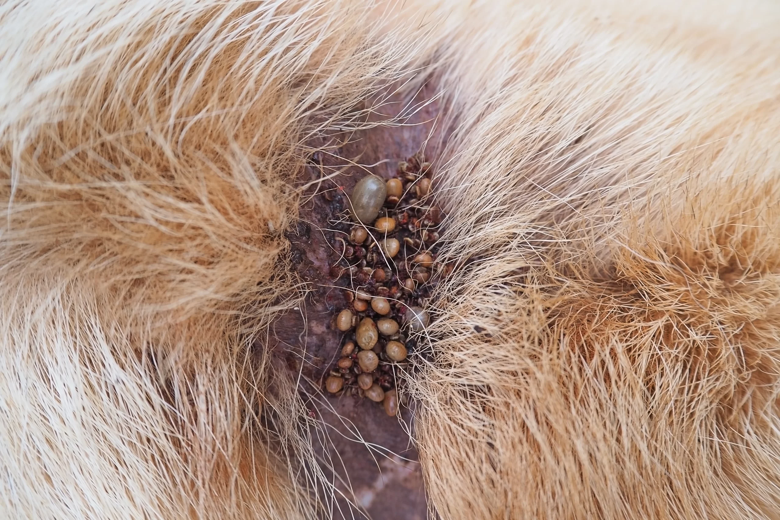 Psi mohou být při zanedbané péči doslova plní klíšťat, zdroj: Shutterstock - NeposlušnéTlapky Několik klíšťat v psí srsti