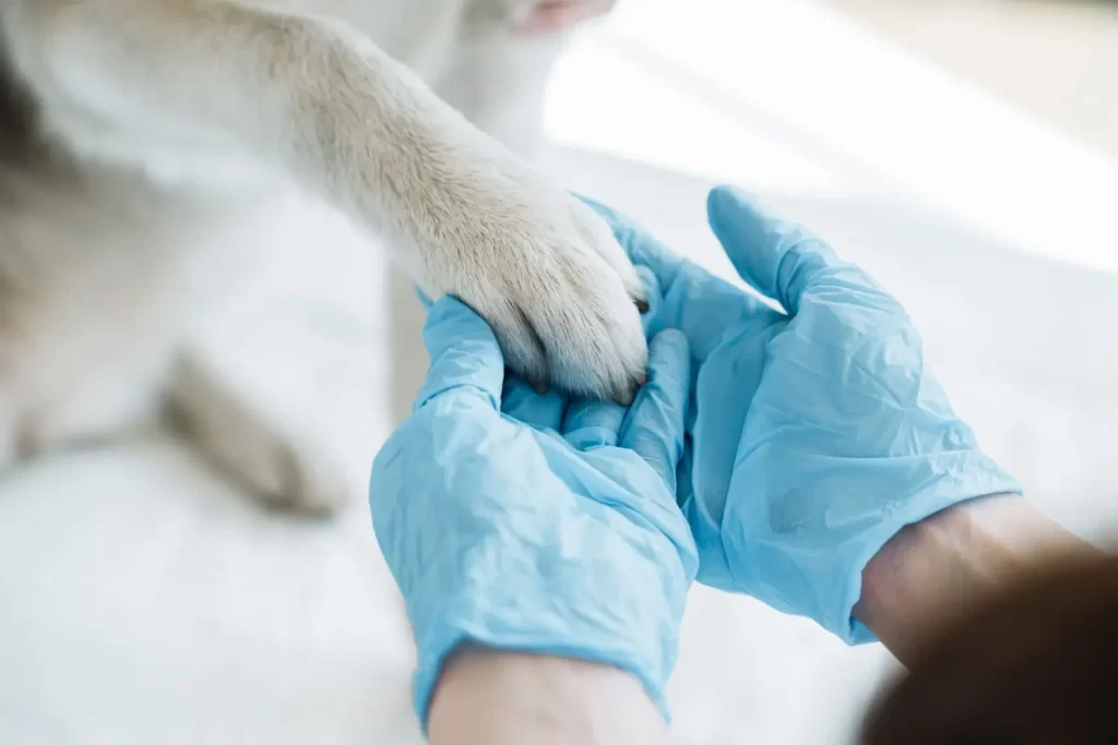 - NeposlušnéTlapky Veterinář v modrých rukavicích kontroluje tlapku psa