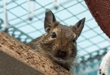 Osmák degu