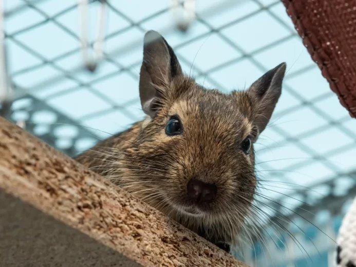 Osmák degu