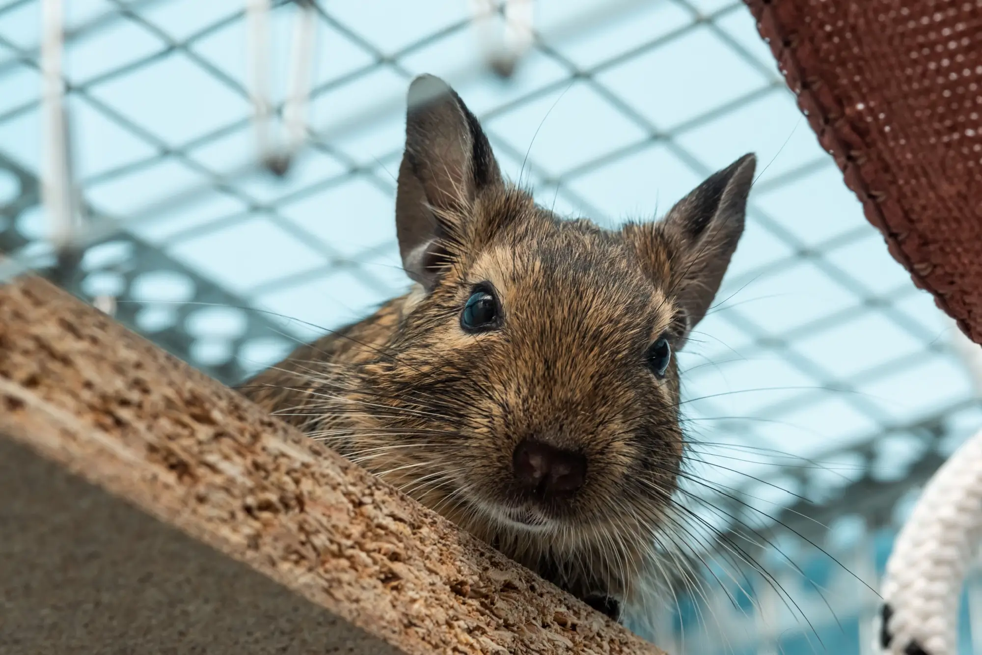 - NeposlušnéTlapky Osmák degu