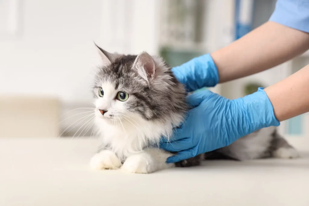 - NeposlušnéTlapky Vyšetření u veterináře