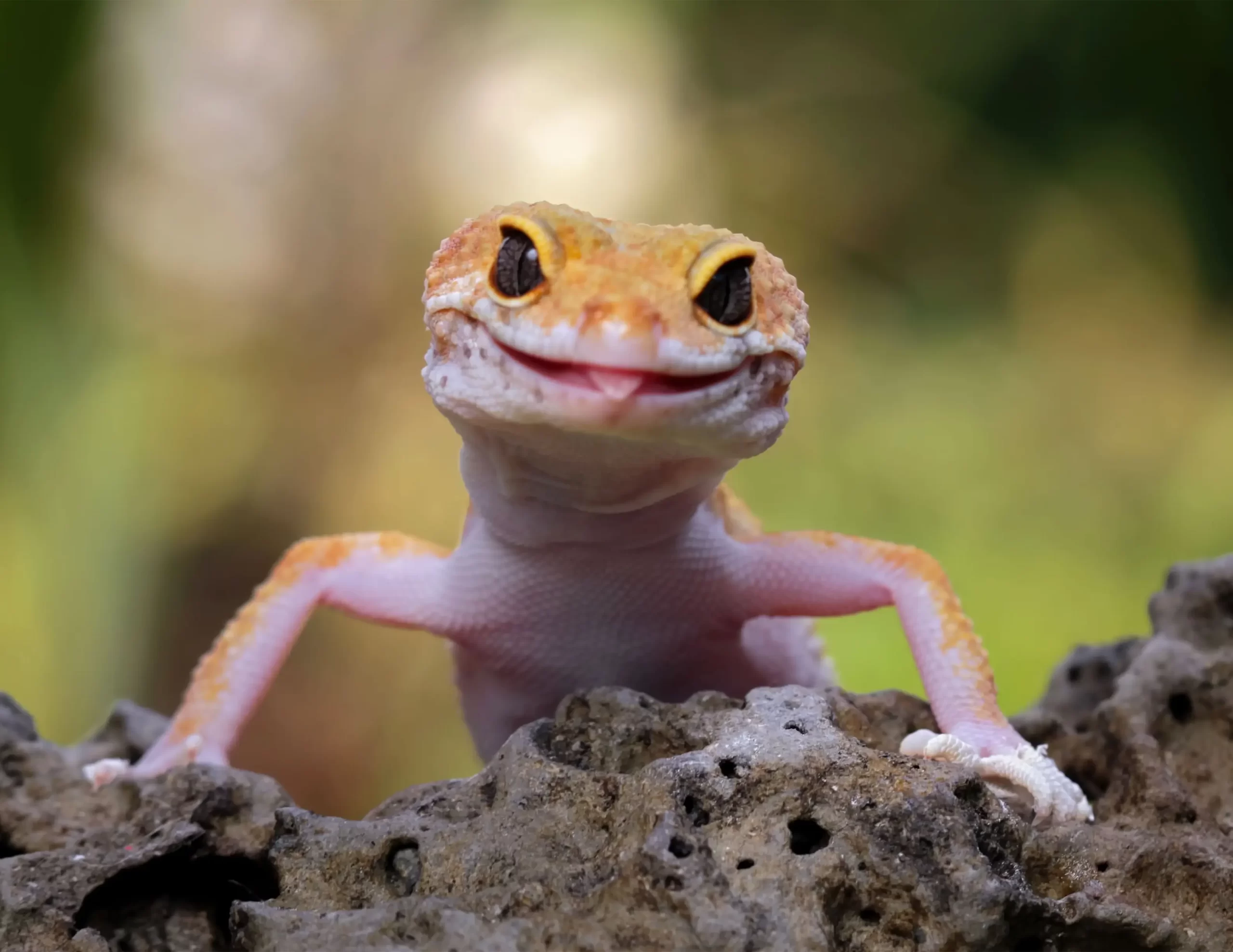 Gekon