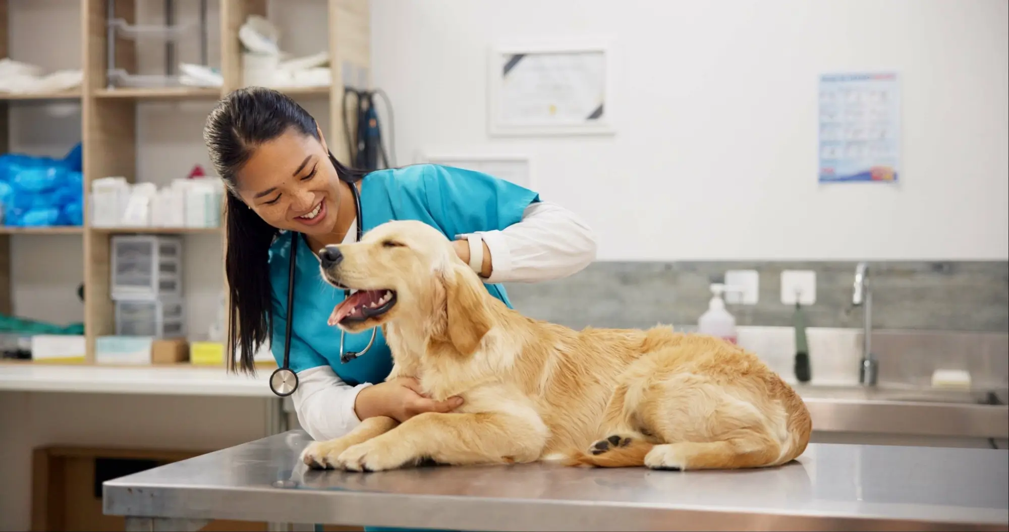 - NeposlušnéTlapky Pes na vyšetření na veterině.