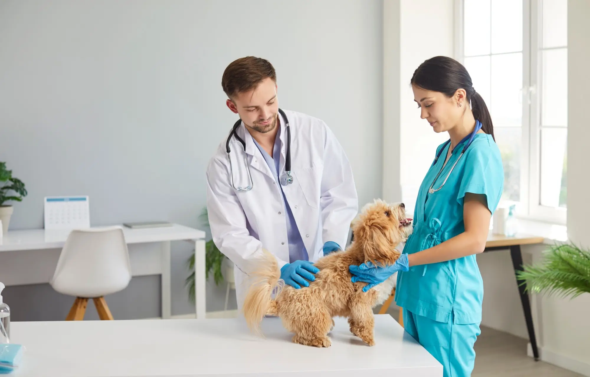 Návštěva u veterináře nemusí být planý poplach.