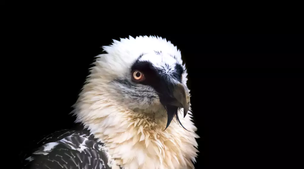 Orlosup portrétová fotografie