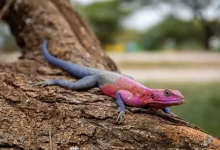 Agama na kmeni stromu