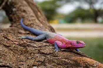 Agama na kmeni stromu