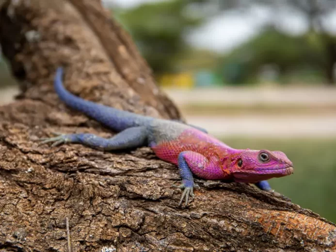 Agama na kmeni stromu