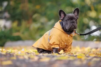 Bulldog v pláštěnce