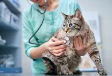 Veterinář ošetřující kočku