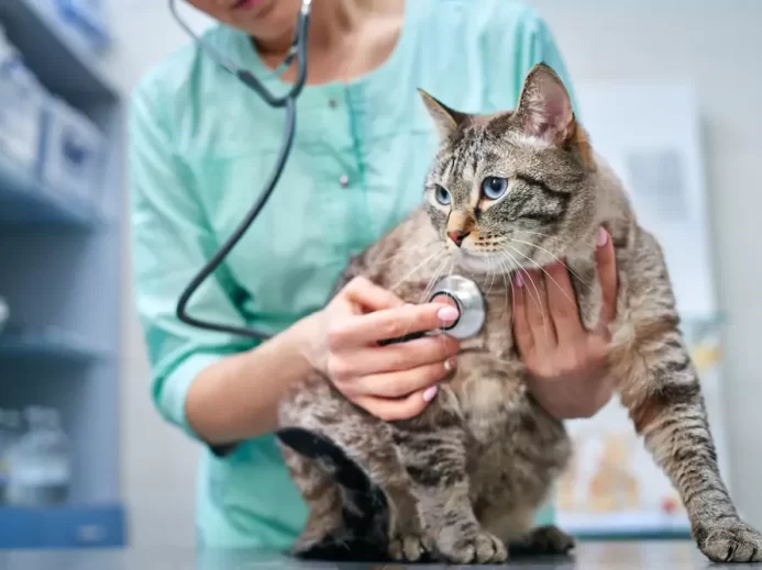 Veterinář ošetřující kočku