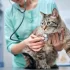 Veterinář ošetřující kočku