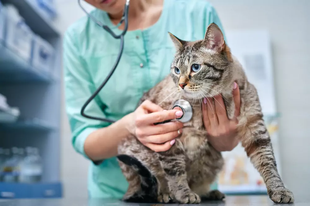 Veterinář ošetřující kočku