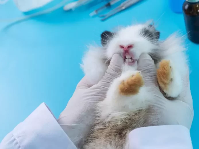 Veterinář kontroluje zuby králíka