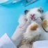 Veterinář kontroluje zuby králíka