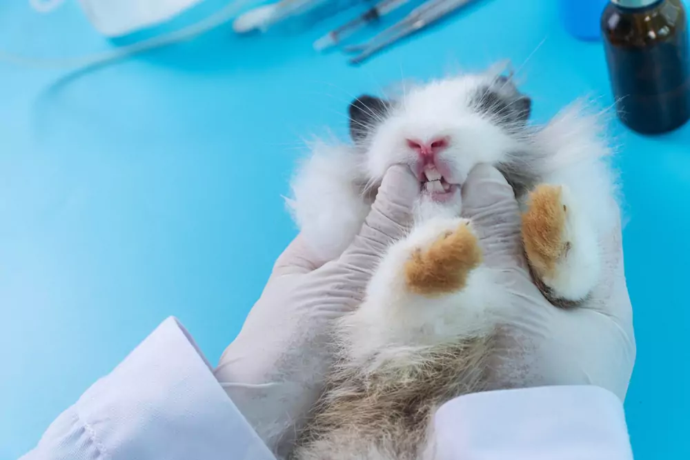 Veterinář kontroluje zuby králíka