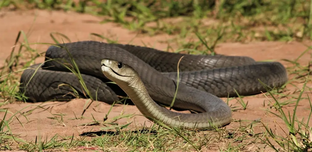 - NeposlušnéTlapky Mamba černá vyfocená v přírodě