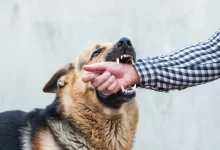 Německý ovčák zakousnutý do mužské ruky
