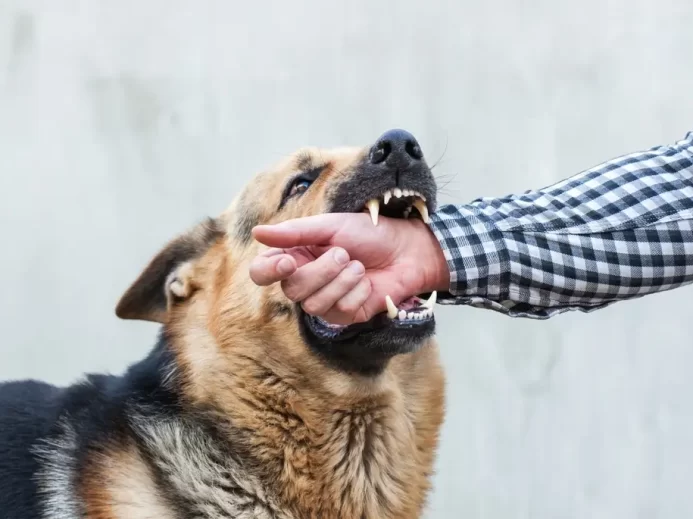 Německý ovčák zakousnutý do mužské ruky
