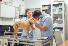 Pes u veterináře
