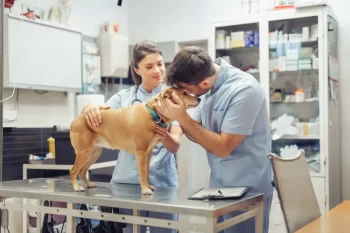 Pes u veterináře