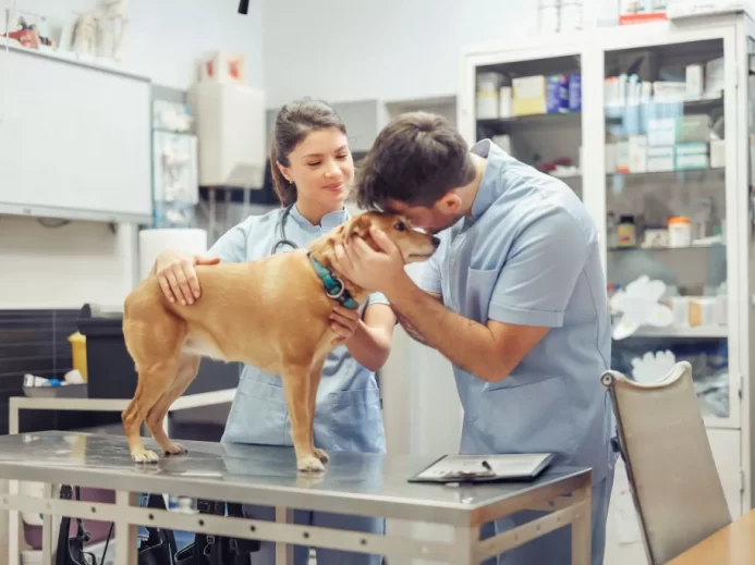 Pes u veterináře