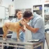 Pes u veterináře