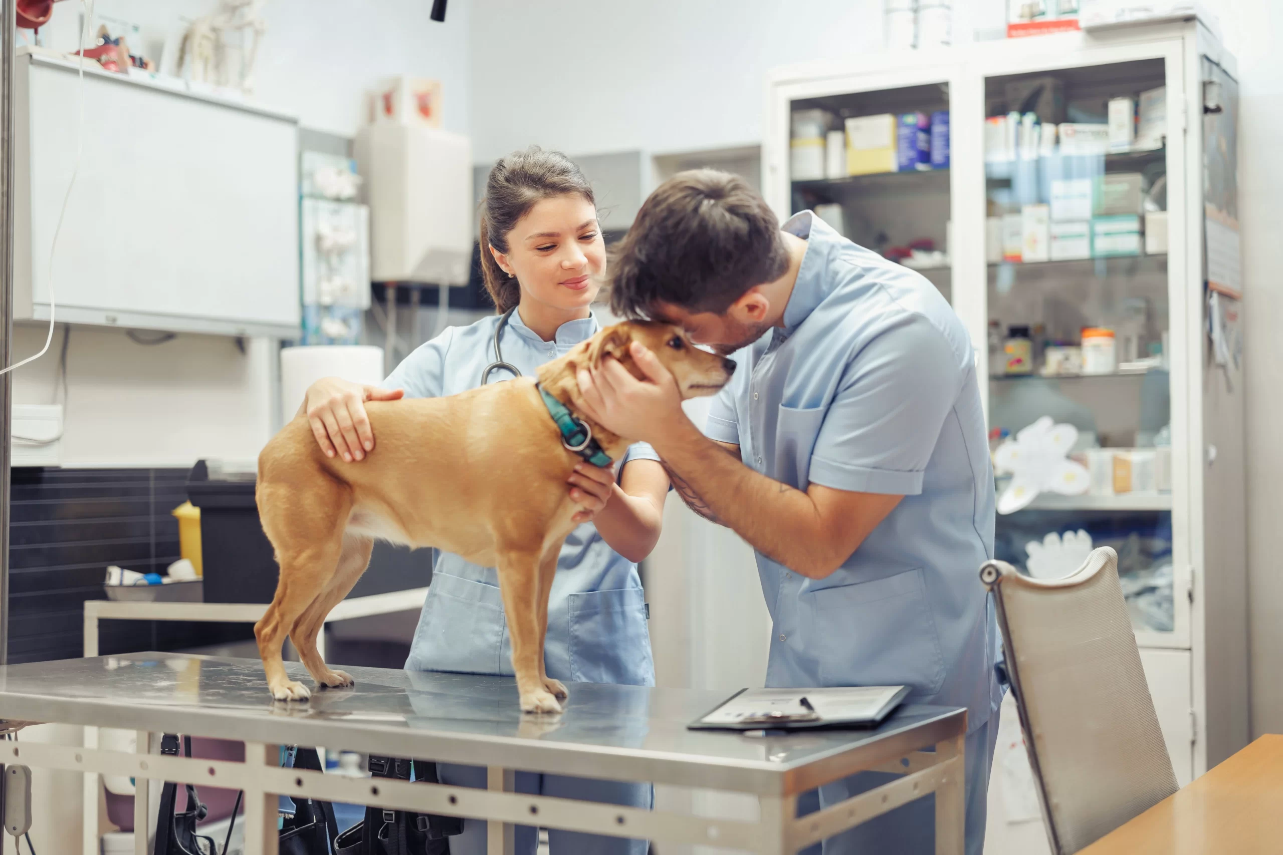 Pes u veterináře