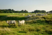 Krávy na louce