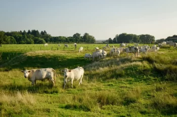 Krávy na louce