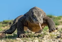 varan komodský nebo také komodský drak