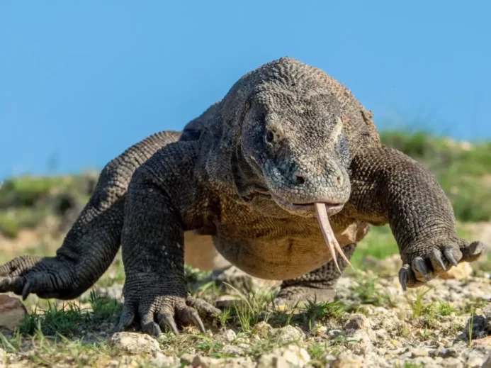 varan komodský nebo také komodský drak