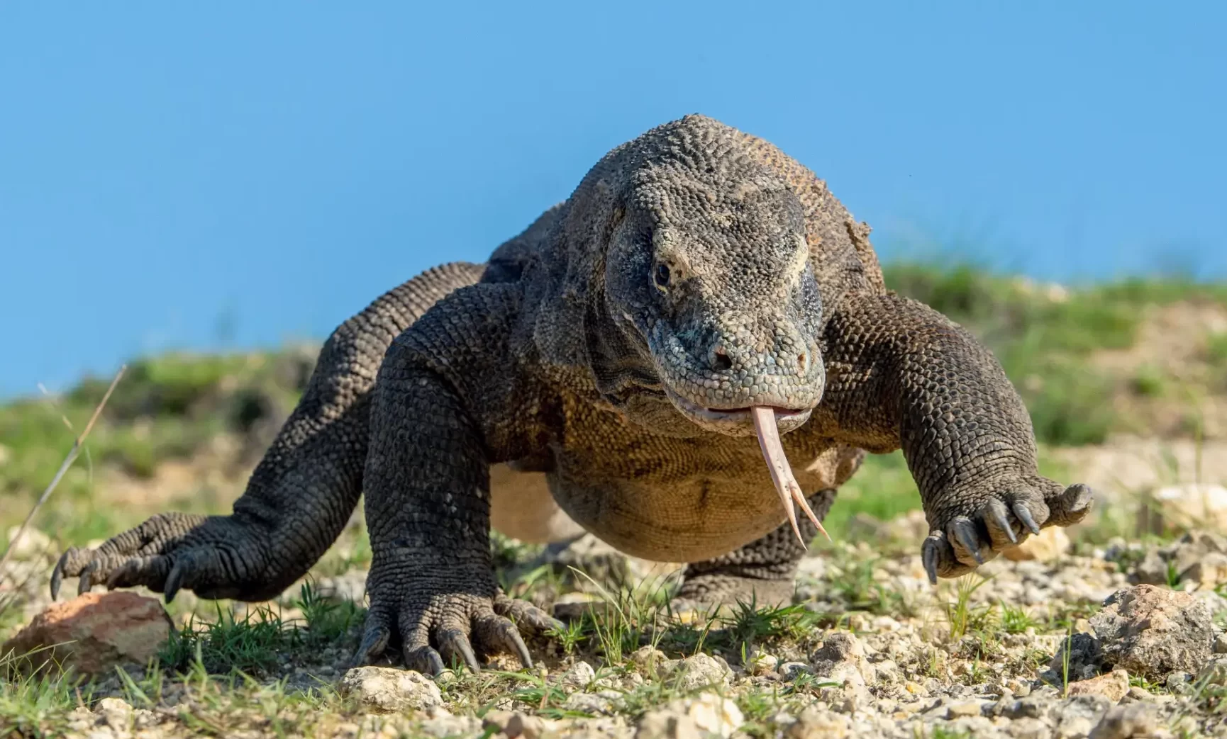varan komodský nebo také komodský drak