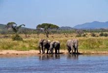 Tři sloni stojící u řeky v africké savaně, obklopeni stromy a horami v pozadí