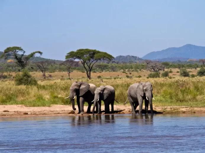 Tři sloni stojící u řeky v africké savaně, obklopeni stromy a horami v pozadí