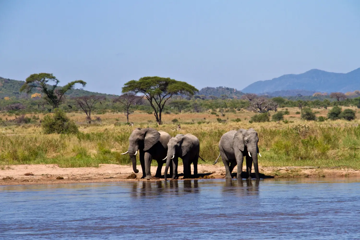 Tři sloni stojící u řeky v africké savaně, obklopeni stromy a horami v pozadí